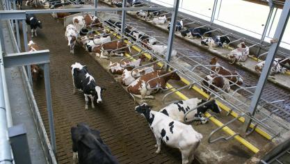 Een deel van het budget is voorberhouden voor innovatieve projecten rond de reductie van emissies in de (biologische) veehouderij.