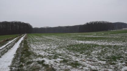 Sneeuw kan vorstschade bij graan beperken.