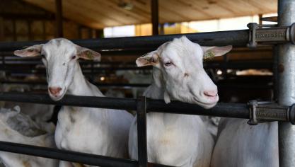 Een studie in opdracht van de Nederlandse overheid ziet een verband tussen bacteriën in geitenstallen en longontstekingen bij mensen in de buurt.