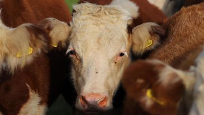 Momenteel is er alleen een aankooponderzoek beschikbaar om mogelijke besmettingen te detecteren bij individuele dieren.