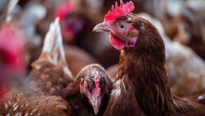 Er is vogelgriep van het type H5 vastgesteld op een leghennenbedrijf in Sint-Gillis-Waas.