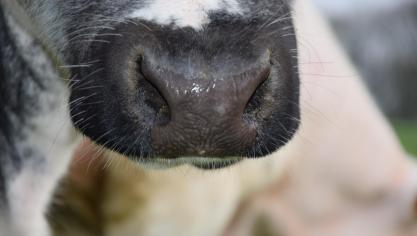 Enkel als een vleesstaal aantoont dat een karkas van de geblokkeerde veebedrijven onder de PFAS-norm ligt, mag het vrijgegeven worden.