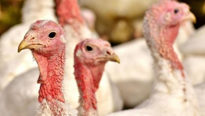 De Landsbond Pluimvee heeft met succes de strengere welzijnsnormen voor het houden van kalkoenen in Vlaanderen teruggefloten.