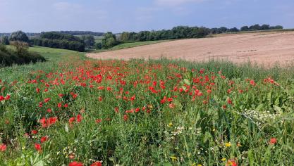 België behoort tot de betere leerlingen van de klas en heeft wel toereikende plannen in verband met biodiversiteit overgemaakt aan de Verenigde Naties.