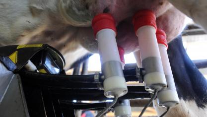 De stevigere melkaanvoercijfers over december laten zien dat er wereldwijd veel moeite wordt gedaan om zo hard mogelijk te melken, gemotiveerd door de aantrekkelijke voedermarges.