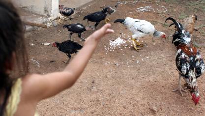 In Cambodja is een kind van 2 jaar overleden aan vogelgriep.