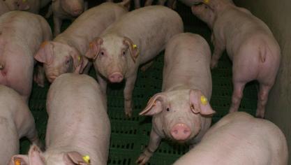 Op de eerste oproep in het kader van de vrijwillige uitkoopregeling gingen 156 varkenshouders in.