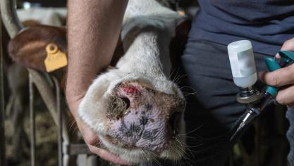 Er werd overeengekomen dat de vaccinatie direct wordt betaald aan de dierenartsen.
