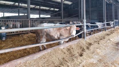 Coevia meldt dat de prijzen voor BWB-koeien en -stieren stijgen.