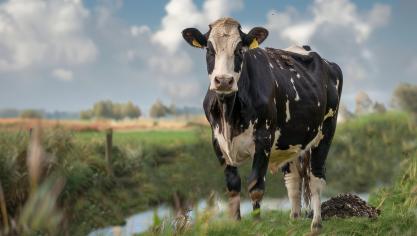 Begrazing van de beschermingsstrook is toegestaan, maar bemesting niet. Veel succes met de zindelijkheidstraining van uw koeien, stelt de auteur van deze lezersbrief.
