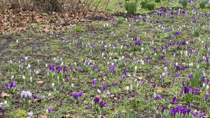 De bonte krokus groeit graag in de volle zon en is dus geschikt om aan te planten in gazons en parken.