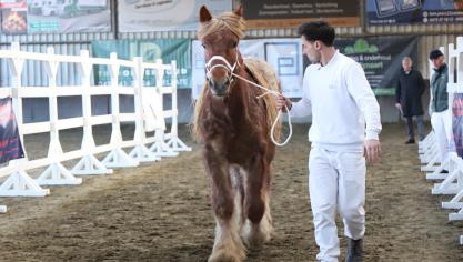 De Europees kampioen van Sint-Pieters-Leeuw, Bamako van de Boterhoeve, had veel hengstenuitstraling. Hij werd reekswinnaar Oosteeklo 2025 - oudste hengstveulens.