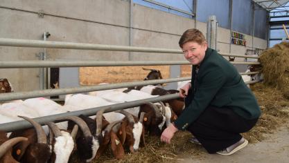 Ann Adriaensen van de Boerenhoeck in de vernieuwde vleesgeitenstal.