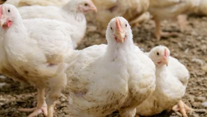Het pluimvee op het bedrijf in Stekene wordt geruimd om een verdere verspreiding van de vogelgriep te voorkomen.