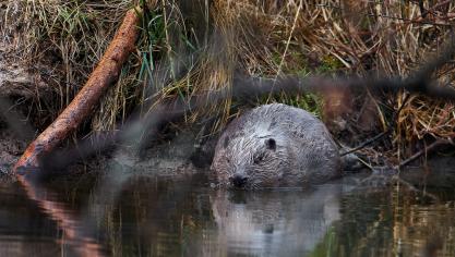 De bever doet het steeds beter in Vlaanderen.
