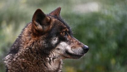 Het aantal slachtoffers onder landbouwdieren door de wolf daalde de voorbije jaren.