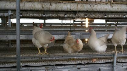 Nederland test een vaccin tegen vogelgriep eerst op 1 commercieel pluimveebedrijf, en zal pas later opschalen.