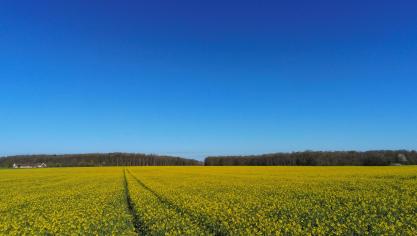 Canada is een van de grootste producenten van raapzaad.