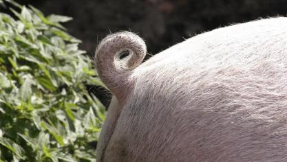 Staartbijten bij varkens is een complex enmultifactorieel probleem dat momenteel nog met couperen bestreden wordt.