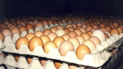 Pluimveehouders krijgen een betere prijs voor eieren.