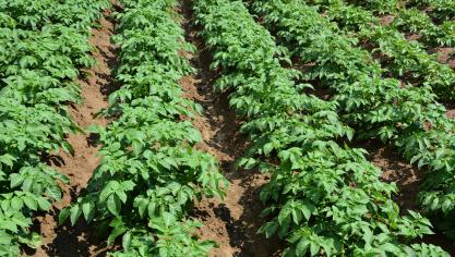 In België vertegenwoordigt de aardappelteelt meer dan 100.000 ha. 45 % ervan bevindt zich in Wallonië.