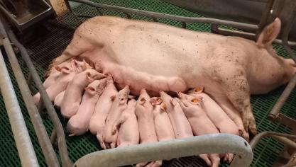 Bij de bouw van een nieuwe kraamstal is het belangrijk om na te denken over de plaatsing van vrijloopkraamhokken.