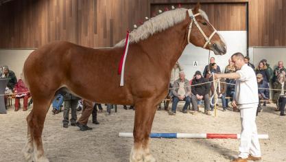 L. Valley Prince Piper werd uitgeroepen tot kampioen 2025 Vlaams paard.