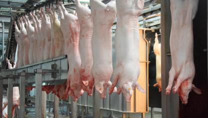 Volgens minister Brouns is het weinig waarschijnlijk dat we binnenkort varkens zullen produceren louter voor de verwerking tot biobrandstof.