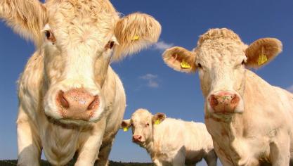 België moet tegen 2030 de uitstoot in de landbouw met 47% terugdringen.