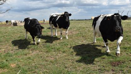 Als gevolg van de structurele lage rendabiliteit van de vleesveehouderij is het aantal Vlaamse bedrijven met zoogkoeien sinds 2010 gedaald met maar liefst 40%.