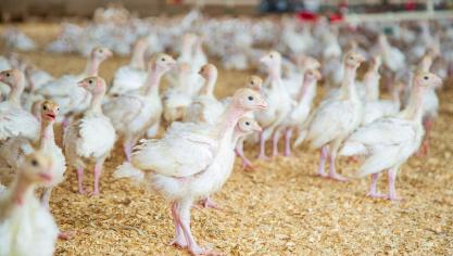 België implementeert inzake vogelgriep een waakzaamheid op  verschillende niveaus.