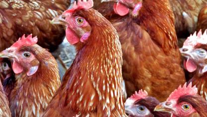 Er is een nieuwe stam van vogelgriep vastgesteld op een reeds besmette kippenkwekerij in de Verenigde Staten.