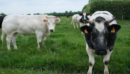 De voordelen van een volledige vaccinatie voor de dieren op de wei staan, zijn veel groterdan de extra last van het vaccineren.
