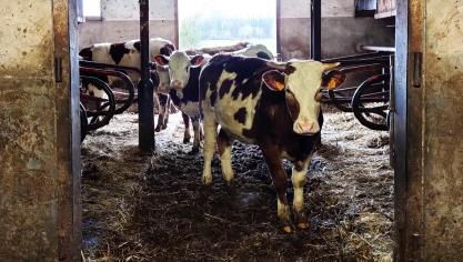 De Nederlande regering heeft een voorlichtingsvraag bij de Nederlandse Raad van State ingediend over het instellen van een ondergrens van 1 mol/ha/jaar voor stikstofberekeningen.