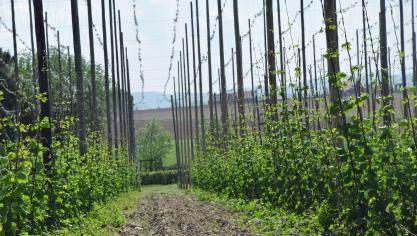 De Vlaamse hopproductie is met een areaal van 200 ha relatief beperkt.