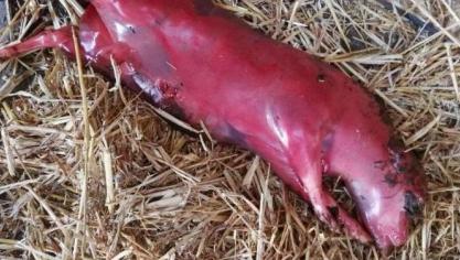 Neospora-gerelateerde abortussen vinden meestal plaats tussen de vijfde en de zevende maand van de dracht.