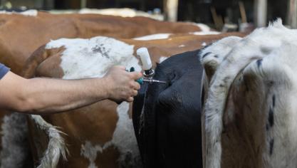 Er bestaat de mogelijkheid dat de deadline van de verplichte vaccinatiecampagne tegen blauwtong en EHD uitgesteld wordt als er niet voldoende vaccins beschikbaar zijn.