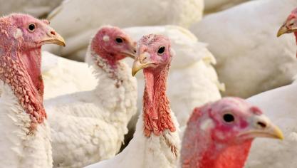 Op een kalkoenenbedrijf in de Nederlandse gemeente Putten werd op 19 maart vogelgriep vastgesteld.