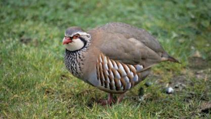 De afname van landbouwvogels is al decennialang aan de gang en maakt deel uit van een wijdere, Europese trend.