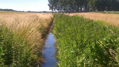 Belplant wil op de WereldWaterDag de aandacht nog eens vestigen op het belang van zuiver oppervlaktewater.