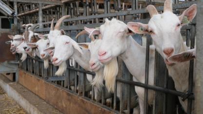 De biologische sector heeft, ook zonder de ambitie om de wereld te willen voeden, op zijn eentje al genoeg troeven om de steun van Vlaanderen te verdienen”, meent minister Brouns.