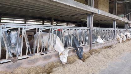 De uitstoot van stikstofoxiden in Vlaanderen is tussen 2015 en 2022 gedaald met 35 %. Ammoniak ging omlaag met 9 %.