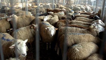 Het FAVV herinnert dat het absoluut noodzakelijk is dat schapen en geiten die in België worden ingevoerd, voor hun vertrek worden gecontroleerd door de veterinaire diensten van het land van herkomst.