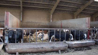 Uit het Voortgangsrapport stikstof van 2024 blijkt dat de emissiecijfers die toe te wijzen zijn aan de landbouw, intussen significant daalden.