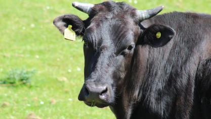 Begin maart werd eenbesmetting metMKZ bevestigd op een melkveebedrijf in het noordwesten van Hongarije.