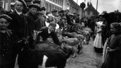 Geitenprijskamp Proven, na 1910.
