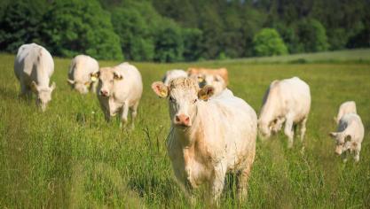 Zowel in Hongarije als in Slowakije zijn nieuwe haarden van mond-en-klauwzeer (MKZ) vastgesteld.