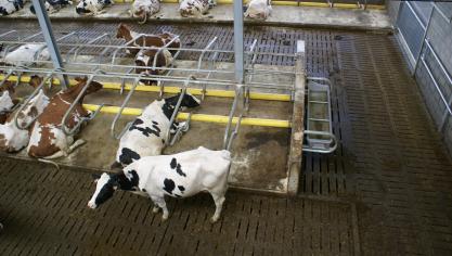 ILVO voerde gedurende een jaar emissiemetingen uit in 4 stallen met ligboxen en een rooster.