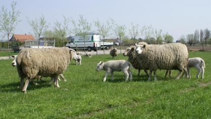 Kopers van schapen en geiten moeten ervoor zorgen dat de dieren vergezeld zijn van een officieel gezondheidscertificaat.