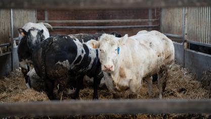 Coevia meldt prijsstijgingen voor Belgisch witblauwe koeien en stieren.